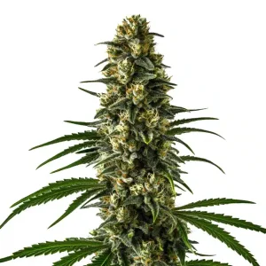 Detalle de la flor de Girl Scout Cookies, variedad de cannabis de Blimburn Seeds.