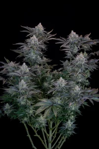Cogollo resinoso de Gorilla Cookies FF de Fast Buds, variedad de cannabis.