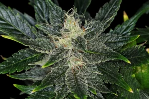 Cogollo de Gorilla King Auto de Kannabia, cannabis autofloreciente.