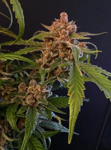 Cogollo resinoso de Gorilla Punch Auto, cannabis autofloreciente.