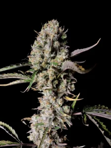 Cogollo resinoso de Gorilla Z OG Auto, cannabis autofloreciente.