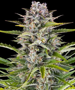Cogollo de Gorilla Z OG Auto de Barney's Farm, cannabis autofloreciente.