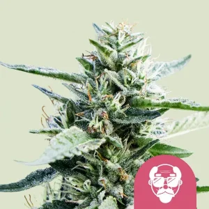 Cogollo de Granddaddy Purple de Royal Queen Seeds, variedad púrpura de cannabis.