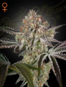 Cogollo de Great White Shark de Green House, variedad de cannabis.