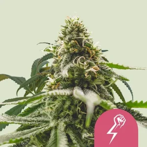 Cogollo resinoso de Green Crack Punch de Royal Queen Seeds, variedad de cannabis.