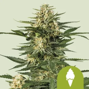 Cogollo resinoso de Green Gelato Auto de Royal Queen Seeds, cannabis autofloreciente.