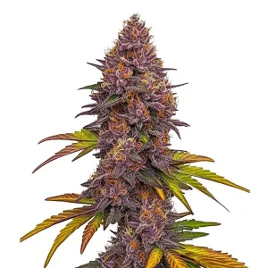 Cogollo púrpura de Grizzly Purple Auto, cannabis autofloreciente de Blimburn Seeds.