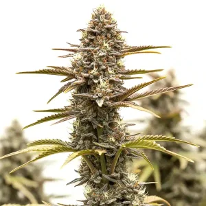 Detalle de la flor de Grizzly Purple Kush, variedad de cannabis de Blimburn Seeds.