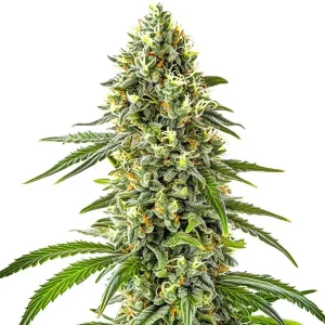 Detalle de la flor de Guanabana, variedad de cannabis de Blimburn Seeds.