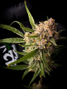 Cogollo resinoso de Guava Auto, cannabis autofloreciente.