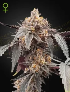 Cogollo de Guava x Gelato 41 Auto de Green House, cannabis autofloreciente.
