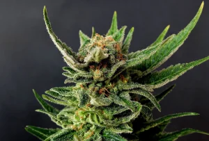 Cogollo de Gypsy Kush de Kannabia, variedad kush de cannabis.