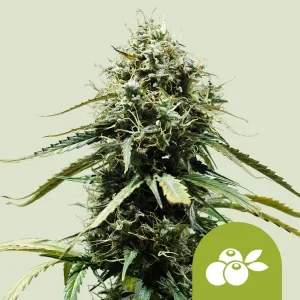 Cogollo resinoso de Haze Berry Auto de Royal Queen Seeds, cannabis autofloreciente.