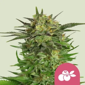 Cogollo de Haze Berry de Royal Queen Seeds, variedad sativa de cannabis.