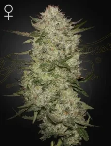 Cogollo de Highcloudz Auto de Green House, cannabis autofloreciente.