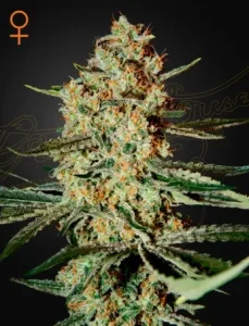 Cogollo de Himalaya Gold de Green House, variedad de cannabis.