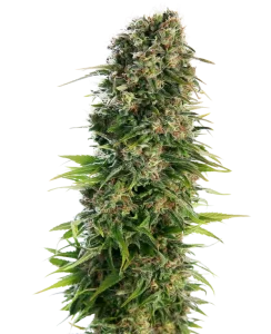 Cogollo de Hindu Kush Auto de Sensi Seeds, cannabis autofloreciente.