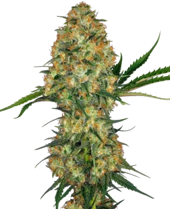 Cogollo de Hindu Kush de Sensi Seeds, variedad índica de cannabis.