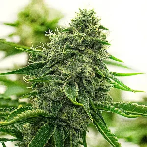 Planta de Hippo High en floración, variedad de cannabis de Blimburn Seeds.