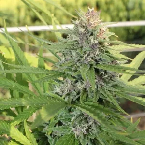 Cogollo de Hollands Hope, variedad clásica de cannabis para exterior.