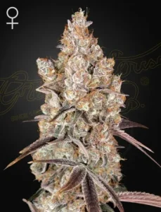 Cogollo de Holy Snow de Green House, variedad de cannabis.