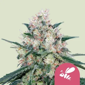 Cogollo de Honey Cream Fast de Royal Queen Seeds, variedad de cannabis de floración rápida.