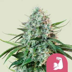Cogollo resinoso de Hulkberry Auto de Royal Queen Seeds, cannabis autofloreciente.