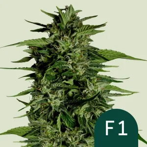 Cogollo resinoso de Hyperion F1 Auto de Royal Queen Seeds, cannabis autofloreciente.
