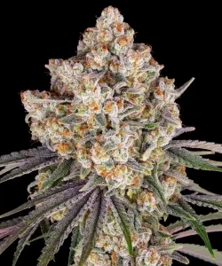 Cogollo resinoso de Ice Cream Cake de Barney's Farm, variedad de cannabis.