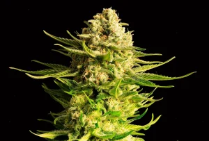 Cogollo de Indica Cream de Kannabia, variedad índica de cannabis.