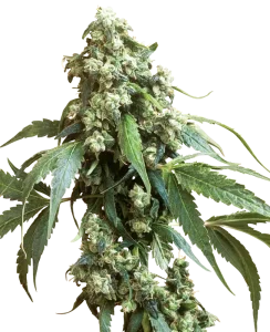 Cogollo de Jack Flash #5 de Sensi Seeds, variedad de cannabis.