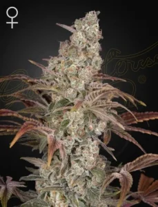 Cogollo de Jack's Dream de Green House, variedad de cannabis.