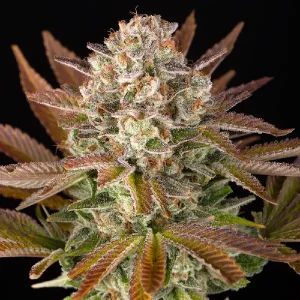 Cogollo escarchado de Jealousy, variedad de cannabis.