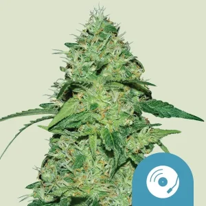 Cogollo resinoso de Joanne's CBD de Royal Queen Seeds, variedad rica en CBD.
