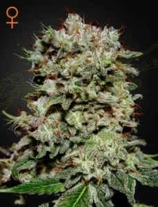Cogollo de Kalashnikova de Green House, variedad de cannabis.