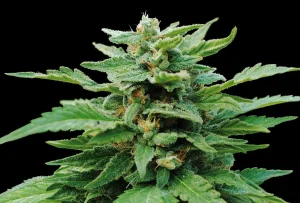 Cogollo de Karibbean Mango de Kannabia, variedad de cannabis de aroma a mango.