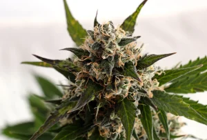 Cogollo de Kickass Auto de Kannabia, cannabis autofloreciente.