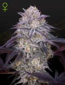 Cogollo de King's Juice Auto de Green House, cannabis autofloreciente.