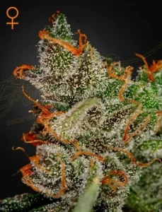Cogollo de King's Kush de Green House, variedad kush de cannabis.