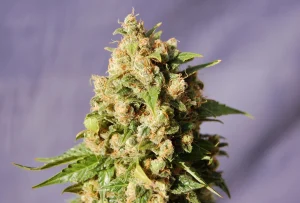 Cogollo de Kiss de Kannabia, variedad de cannabis.