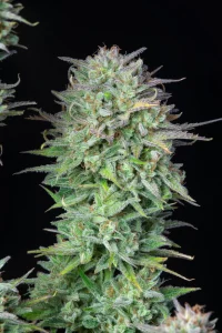Cogollo resinoso de Kosher Cake Auto, cannabis autofloreciente.