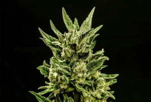 Cogollo de Kritic Auto de Kannabia, cannabis autofloreciente.