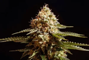 Cogollo de La Blanca de Kannabia, variedad de cannabis.