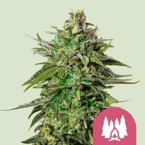 Cogollo de Larry OG de Royal Queen Seeds, variedad OG de cannabis.