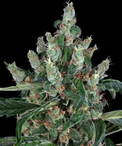 Cogollo resinoso de Laughing Buddha de Barney's Farm, variedad sativa de cannabis.