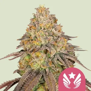 Cogollo resinoso de Legendary OG Punch de Royal Queen Seeds, variedad de cannabis.