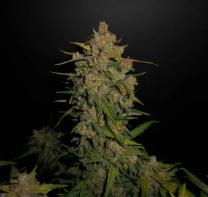 Cogollo resinoso de Lemon AK Auto, cannabis autofloreciente.