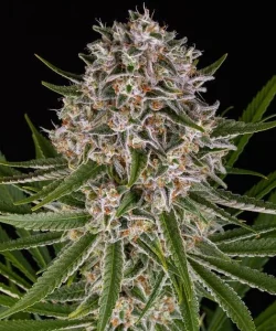 Cogollo de Lemon Haze Auto de Barney's Farm, cannabis autofloreciente.