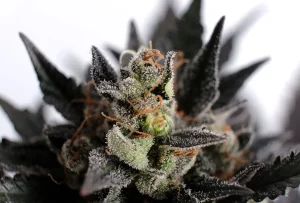Cogollo de Lemon Haze Auto de Kannabia, cannabis autofloreciente.