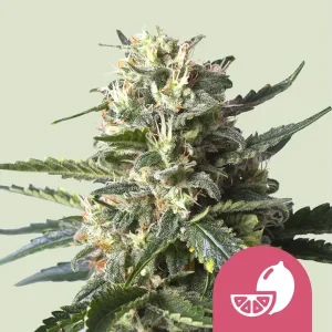 Cogollo resinoso de Lemon Shining Silver Haze de Royal Queen Seeds, variedad de cannabis.
